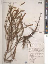 Image result for Hebenstretia dentata