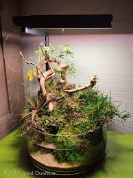 Image result for Rotala capensis