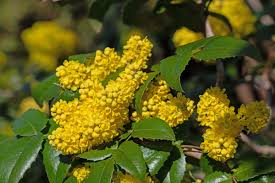Il fogliame è di colore verde chiaro e di forma cuoriforme o tondeggiante; Piante Ornamentali Le Specie Migliori Per Abbellire Uno Spazio Verde