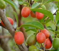 Image result for Monanthotaxis afra