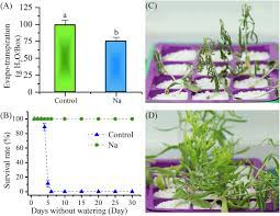 Plant cell vacuoles tend to store a great deal of. Frontiers Sodium Related Adaptations To Drought New Insights From The Xerophyte Plant Zygophyllum Xanthoxylum Plant Science