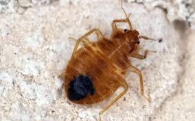 02/2021 what kind of location is this?: Pest Blog Green Akers Pest Control Llc