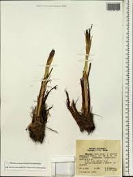 Image result for Moraea schimperi