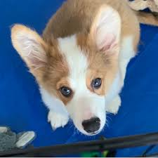 California corgis in paradise has 35 years of breeding experience and provides new litters of corgi puppies every month. Adopt A Pembroke Welsh Corgi Puppy Near Los Angeles Ca Get Your Pet