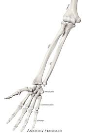 Forearm And Hand Bones The Frontal View Human Anatomy Drawing Anatomy Bones Human Anatomy Art