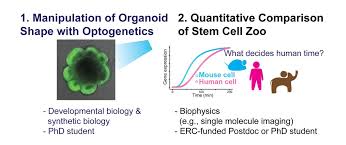 Animal cell compared to a zoo. Qiutan Yang Qiutanyang Twitter