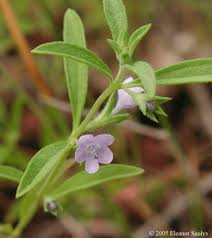 Image result for Blumea adamsii