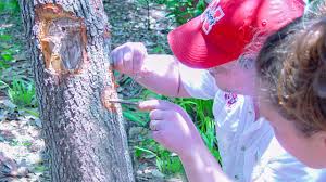 Image result for Allophylus lastoursvillensis