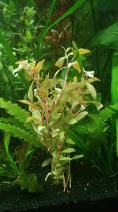 Image result for Nesaea dinteri