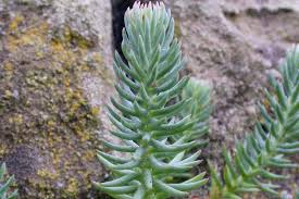 Image result for Sedum ruwenzoriense