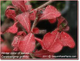 Image result for Ceratostigma griffithii