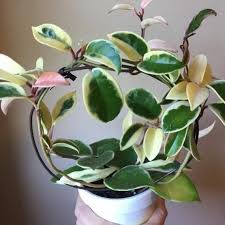 I also cannot believe my absolute twig of a hoya carnosa decided to spend energy on this. Hoya Carnosa Krimson Queen Wax Live Plant Indor Houseplant Fragrant Flower Hoya Pink Variegated Hoya Tricolor Hoya Rare Hoya Collection 2020 Plants House Plants Fragrant Flowers