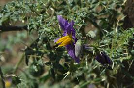 Image result for Solanum torreanum