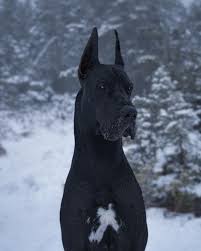 Click to view and fill out our puppy adoption application for one of our upcoming blue litters. Canadian Great Dane Famous On Instagram For Looking Like Batman People Com