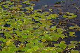 Image result for Hydrocharitaceae