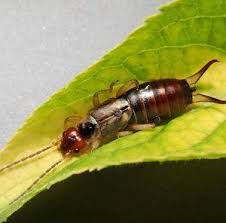 See more of action pest control on facebook. Residential Pest Control H2 Environmental Pest Management