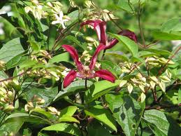 For sheer flower power, petal hues and plant forms, this bloomer is tough to beat. Plants For Year Round Interest Andy Sturgeon S Picks The English Garden