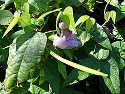 Image result for Cochliasanthus caracalla