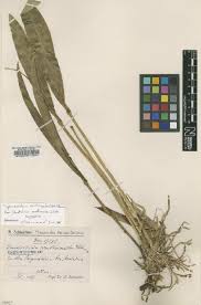Image result for Platycoryne crocea