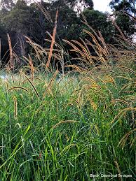 Image result for Setaria sphacelata