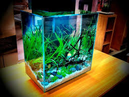 Martin Jackson Google Freshwater Aquarium Plants Fresh Water Fish Tank Aquascape