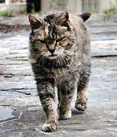 Latos stated that this doesn't mean that every cat that acts skittish and runs off is feral. Feral Cat Wikipedia