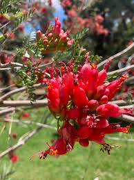 Image result for Schotia afra