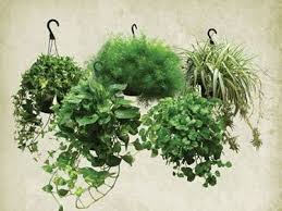 Scegliete una pianta cascante che con fiori piante da interno pendenti / italian flora vi presenta una serie di piante fiorite da comprare online con consegna a domicilio in italia oppure con. Piante Ricadenti Da Interno Cerca Con Google Piante Per Veranda Piante Da Appartamento Piante
