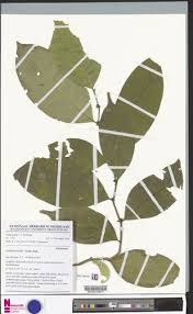 Image result for Leptaulus