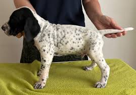 Image result for auvergneský ohař