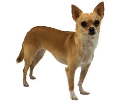 Maybe you would like to learn more about one of these? Chihuahua Dog Breed Facts And Information Wag Dog Walking
