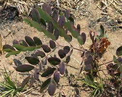 Image result for Albizia antunesiana