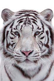 Plasmatics Life Eye To Eye By Olga Gladysheva Beautiful O Animals Animals Beautiful Animals Wild