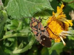 Image result for Crassocephalum vitellinum