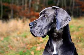How long do danes live? Great Dane Description Energy Level Health Image And Interesting Facts