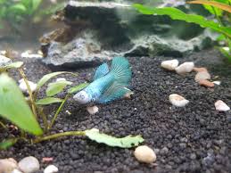 Kampffische Sterben Nach Und Nach Tiere Aquarium