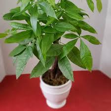 Image result for Pachira