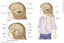 The brain the brain and the spinal cord are the central nervous system, and they represent the main organs of the nervous system. Central Nervous System Tumors Brain And Spinal Cord Childhood Medical Illustrations Cancer Net