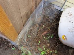 The area beneath your deck is prime real estate for animals looking for a dark, dry place to build their nests. How To Keep Skunks Out Of The Yard Root Simple