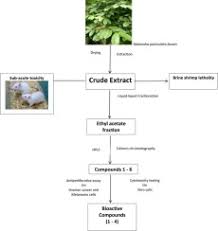 Image result for Motandra paniculata