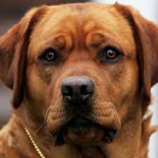 Bring a puppy to be your companion. Country Labs English Style Labradors Fox Red Chocolate Black