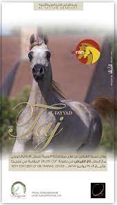 pin on arabian horses news