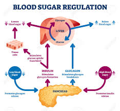 Anatomy of the human pancreas explained with labeled diagrams. Blood Sugar Regulation Vector Illustration Labeled Process Cycle Scheme Educational Liver And Pancreas Diagram With Glucose Stimulation Uptake And Breakdown Insulin Release Explanation Infographic Royalty Free Cliparts Vectors And Stock