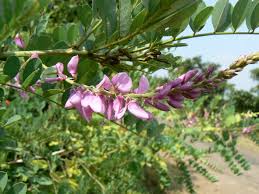 Image result for Indigofera