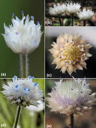 Image result for Syngonanthus