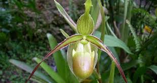 Image result for Chlorophytum longifolium