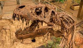 Maybe you would like to learn more about one of these? Glendive Dinosaur And Fossil Museum