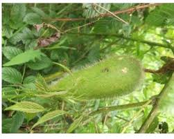 Image result for Peponium vogelii