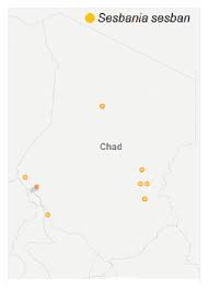 Image result for Sesbania keniensis