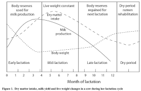 Managing Cow Lactation Cycles The Cattle Site